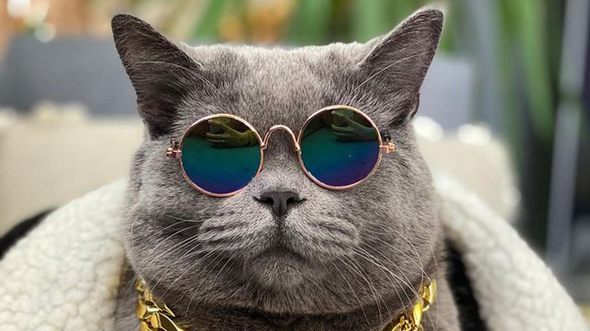 Misshandelt: Instagram-Katze Ponzu stirbt an Verletzungen
