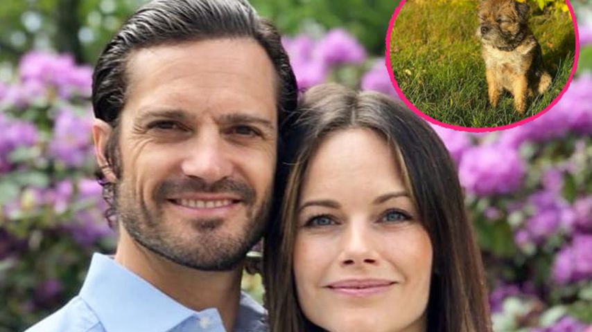 Prinz Carl Philip und Sofias Hund ist wieder ausgebüxt!