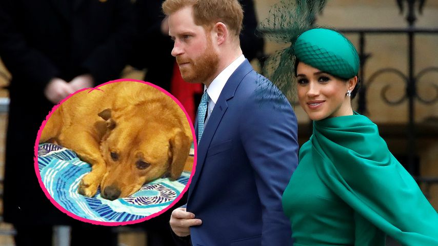 Mag Harry nicht: Deshalb lebt Meghans Hund nicht bei ihr