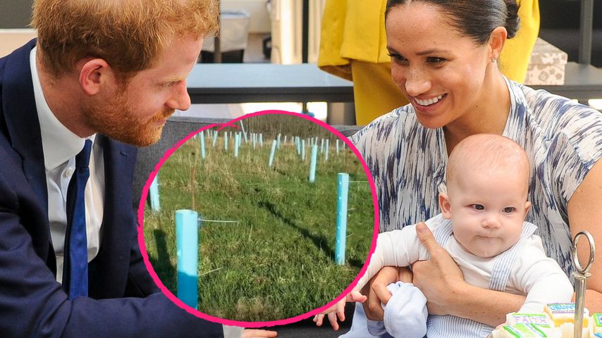 "Archie-Wald": Fans von Harry und Meghan pflanzen 530 Bäume