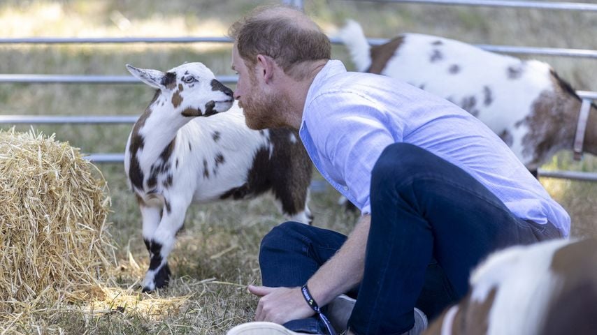 Prinz Harry bei einem Goat-Yoga-Kurs beim Scotty’s Summer Festival in Maxstoke Castle