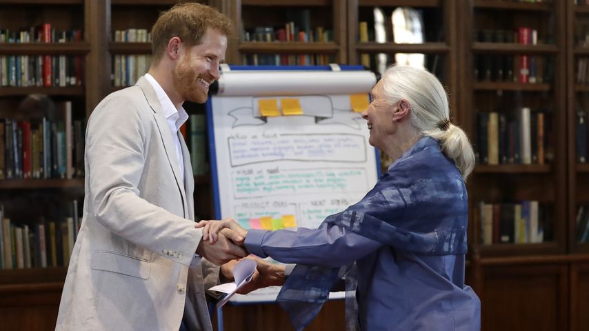 Prinz Harry und Jane Goodall auf einer Veranstaltung in Windsor