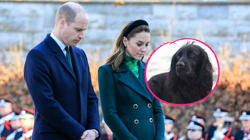 William und Kate trauern: Ihr geliebter Hund Lupo ist tot!