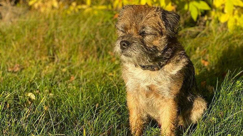 Prinzessin Sofia und Prinz Carl Philips Hund Siri