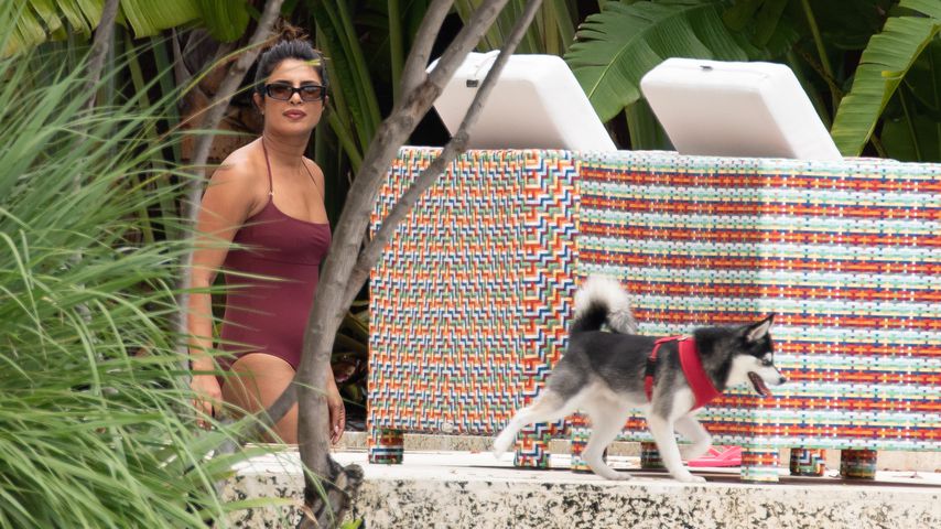 Priyanka Chopra mit Sophie Turners Hund Porky