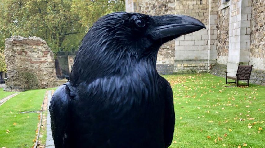 Rabe Merlina aus dem Tower of London