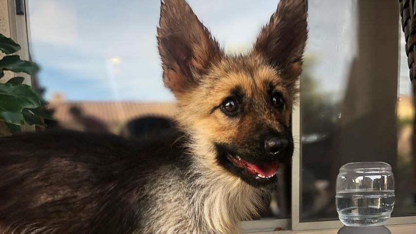 Ranger, Schäferhund