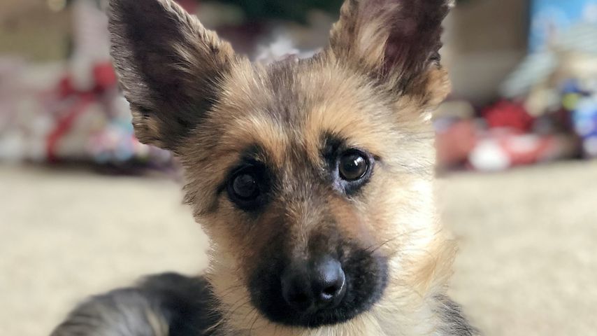 Für immer ein Welpe: Schäferhund Ranger verzaubert das Netz