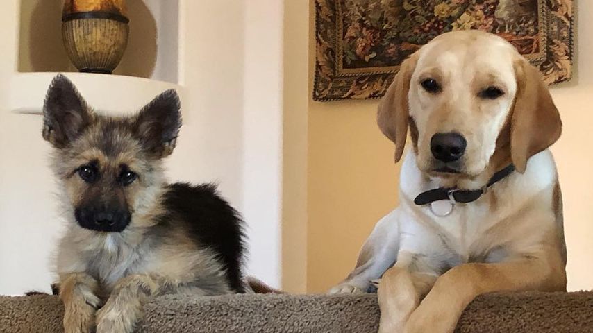 Ranger und ein Labrador