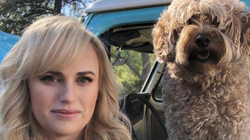 Rebel Wilson, Schauspielerin
