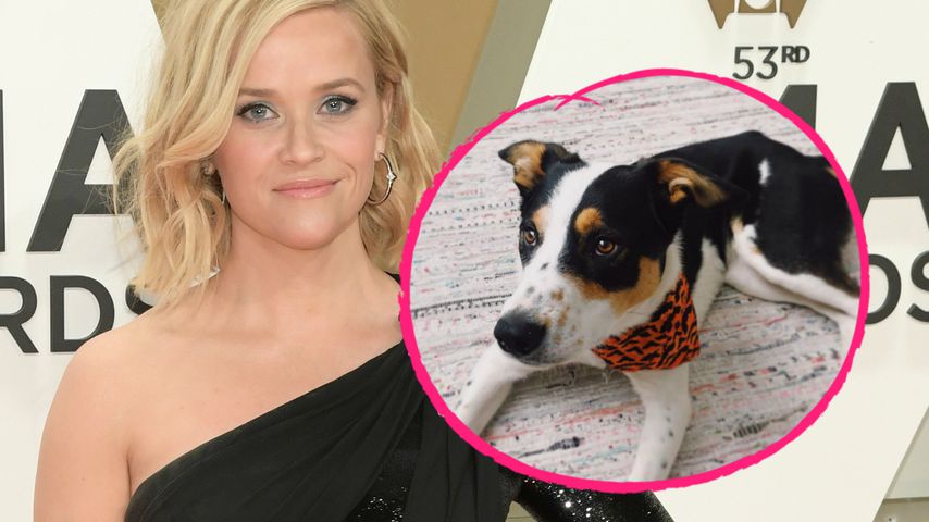 Nach Trauer um Bulldogge: Reese Witherspoon hat neuen Hund