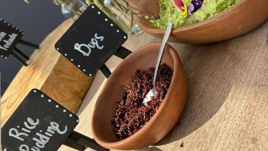Reispudding, Käfer und Guacamole in Mexico 2023