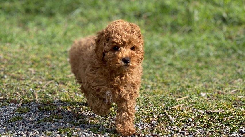 Rio, Hund von Prinzessin Victoria von Schweden