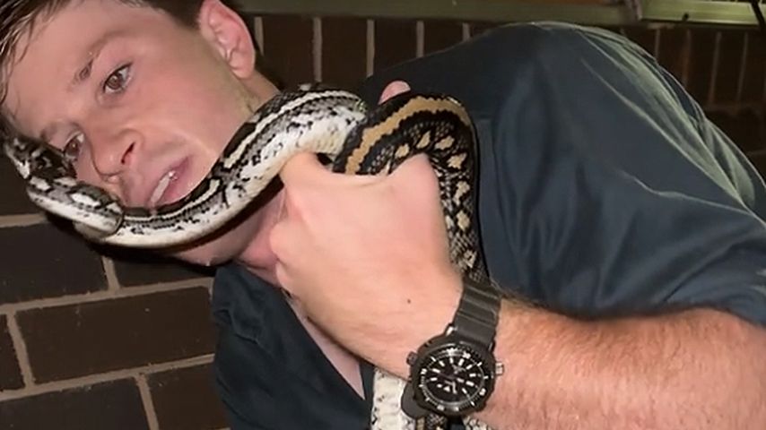 Statt Süßigkeiten: Robert Irwin fand Schlange im Stiefel
