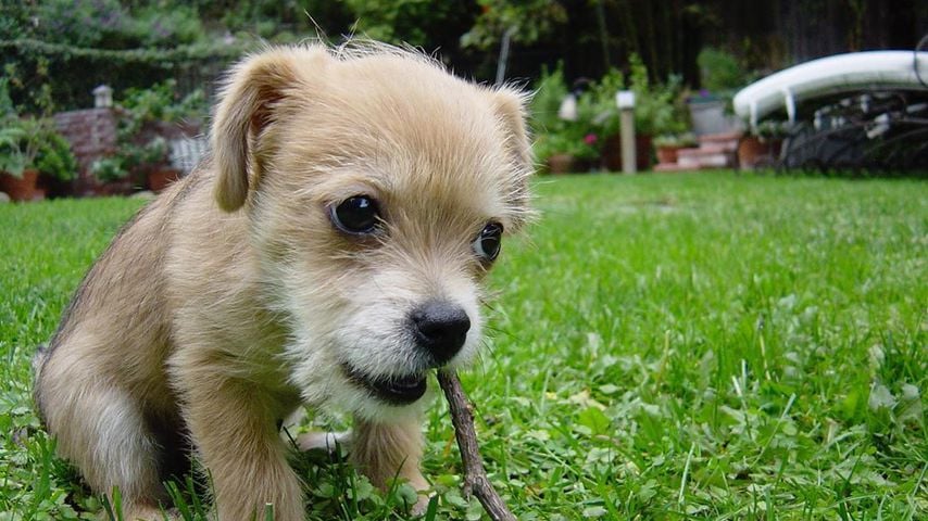 Zach Braffs Hund Roscoe