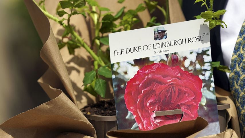 Eine Rose zu Ehren von Prinz Philip