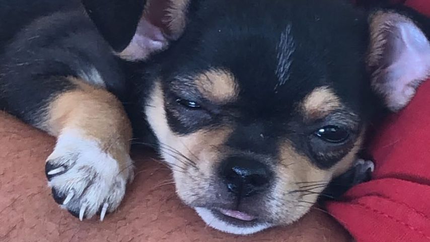Ruby, Hund von Daniela Katzenberger und Lucas Cordalis