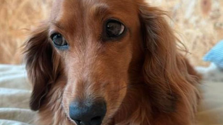 Rufus, der Familienhund von Mia Regan
