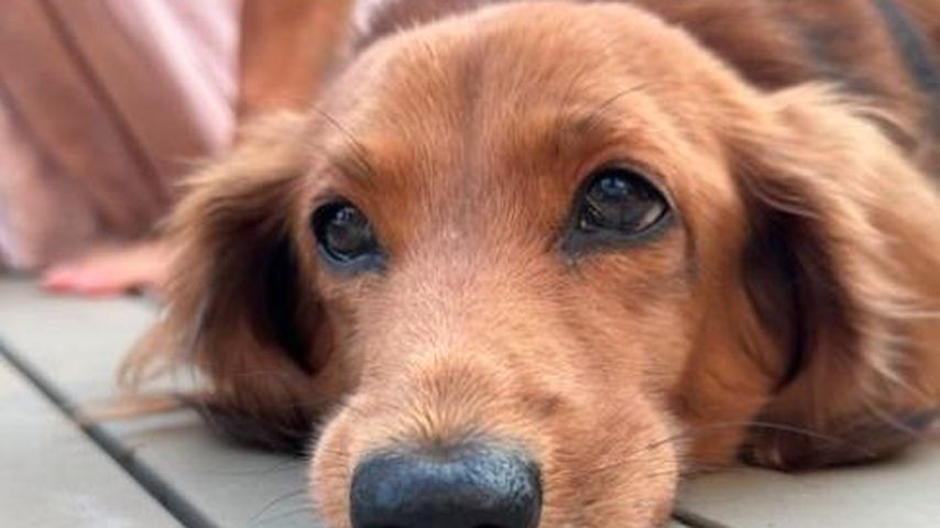 Rufus, der Familienhund von Mia Regan