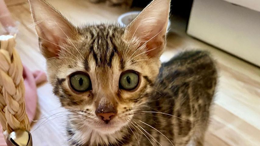 Sara Kulkas Katze im Juni 2020