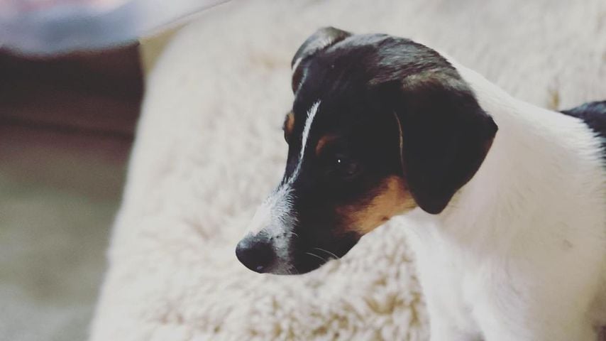 Sarah Connors Hund Johnny im Juli 2021