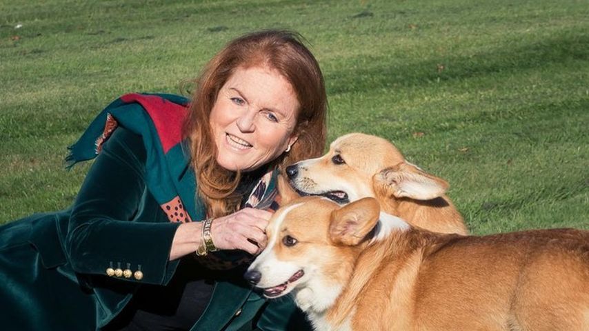 Corgis der Queen fühlen sich bei Frauchen Fergie total wohl