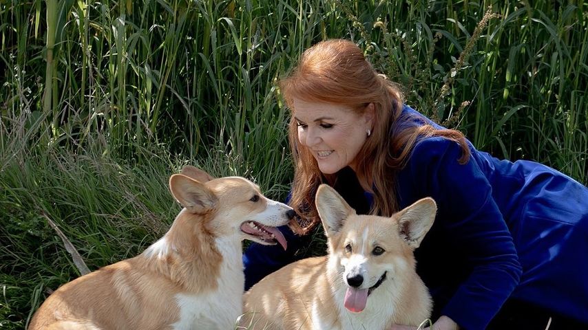 Sarah gibt ein Update: So geht es den Corgis der Queen (†96)
