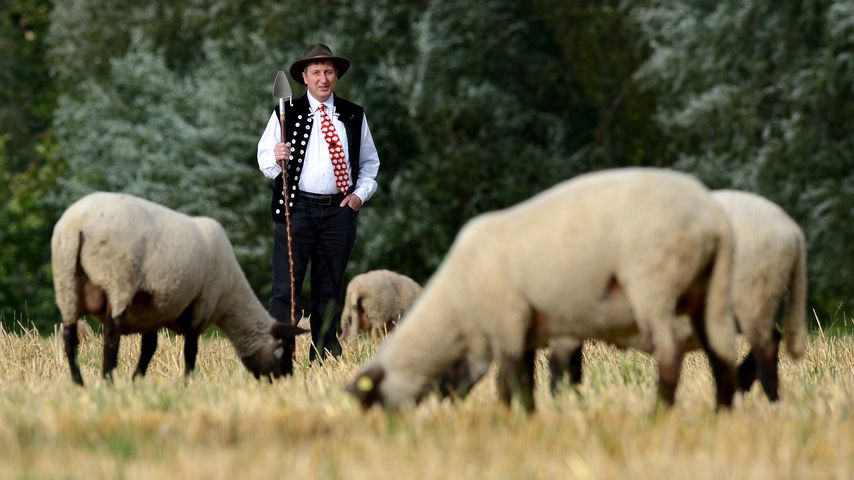 Schäfer Heinrich, "Bauer sucht Frau"-Kultteilnehmer