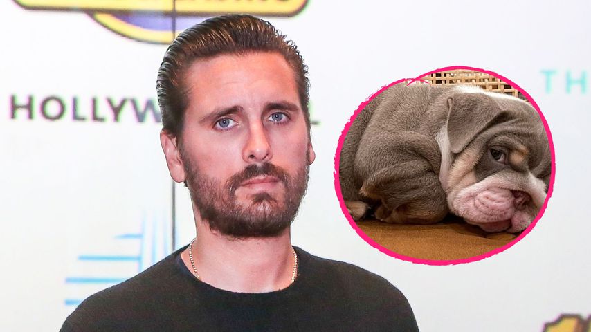 Wie süß! Scott Disick hat sich einen kleinen Hund zugelegt