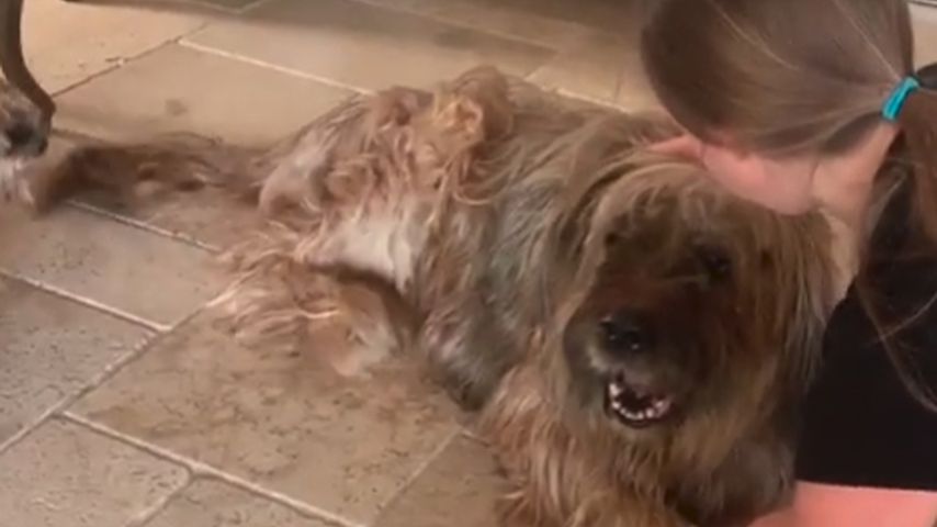 Shania Geiss und der Familienhund Dex