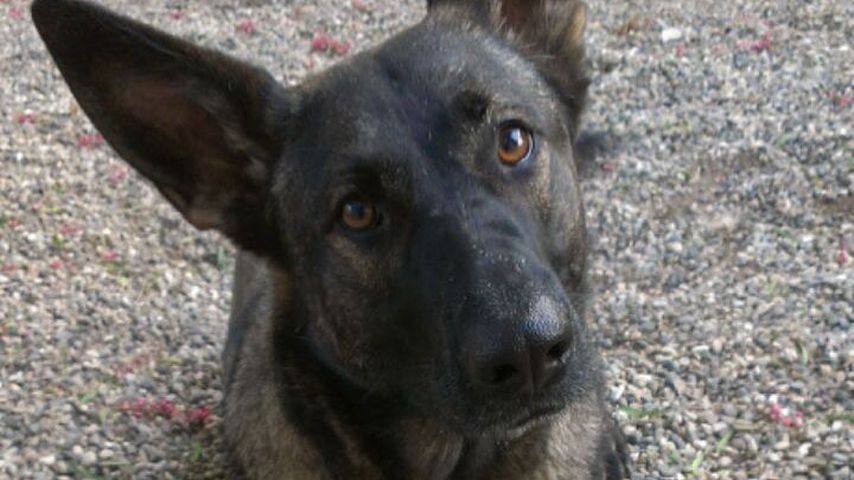 Shannen Dohertys Hund Bowie