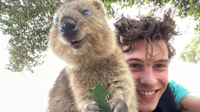 Süßestes Selfie ever? Shawn Mendes post mit Flausch-Quokka!