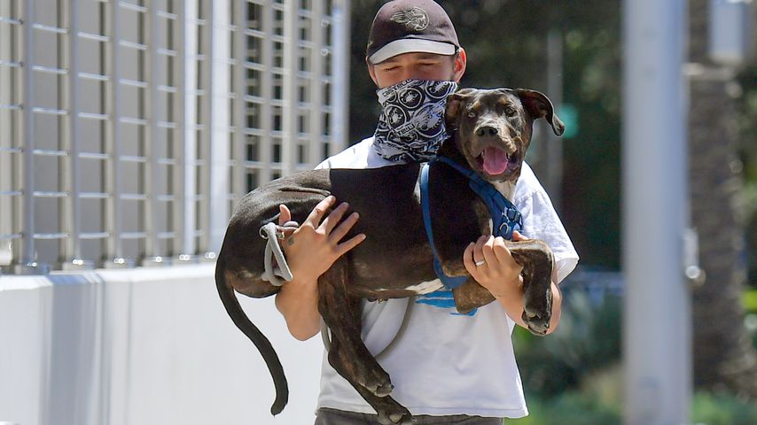 Shia LaBeouf und sein Hund in Pasadena im Juni 2020