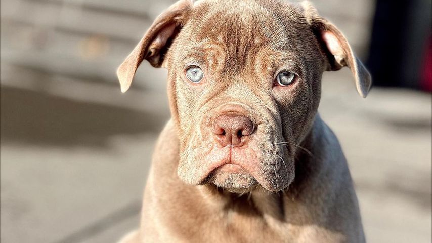 Simba, der neue Hund der Familie Reus