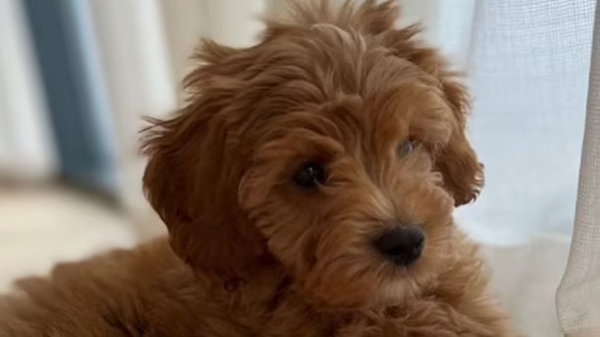 Simba, Hund von Romeo Beckham