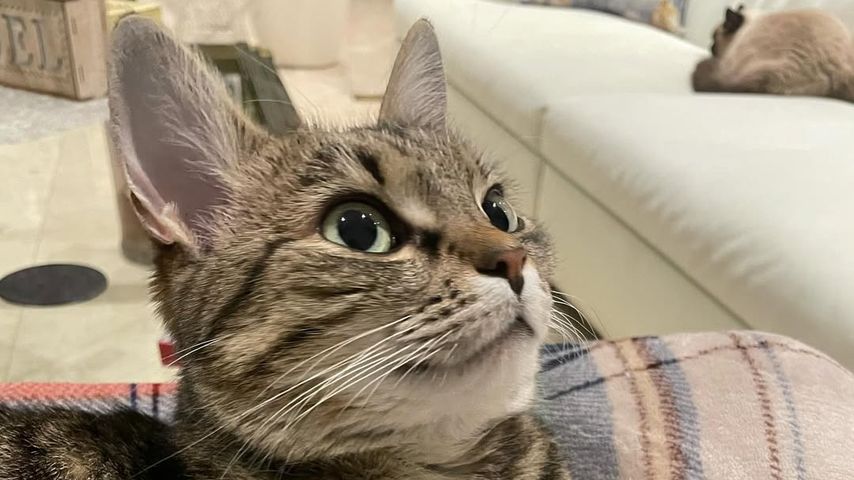 Simone Lugners Katze