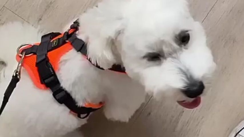 Siria Campanozzis Hund Hugo