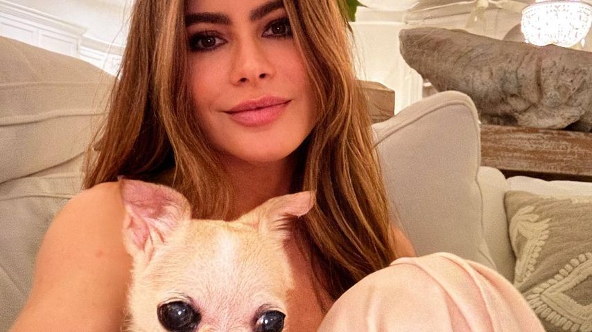 Sofia Vergara mit ihrem Chihuahua