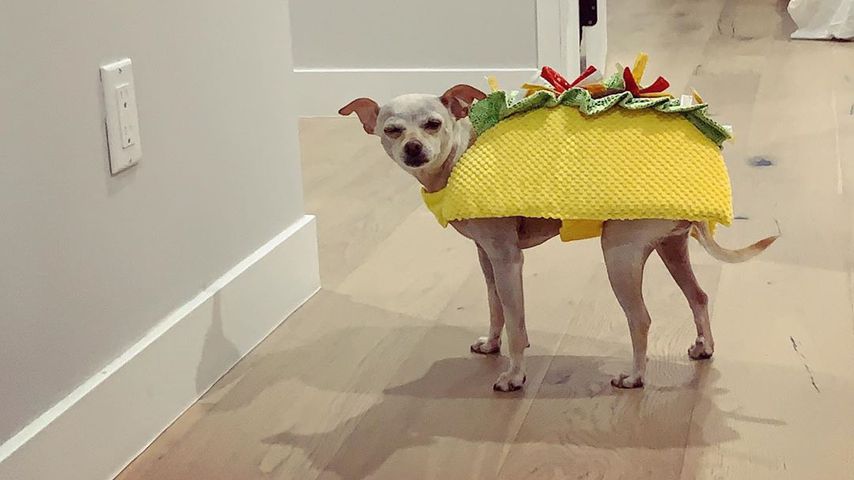 Sofia Vergaras Hund Baguette