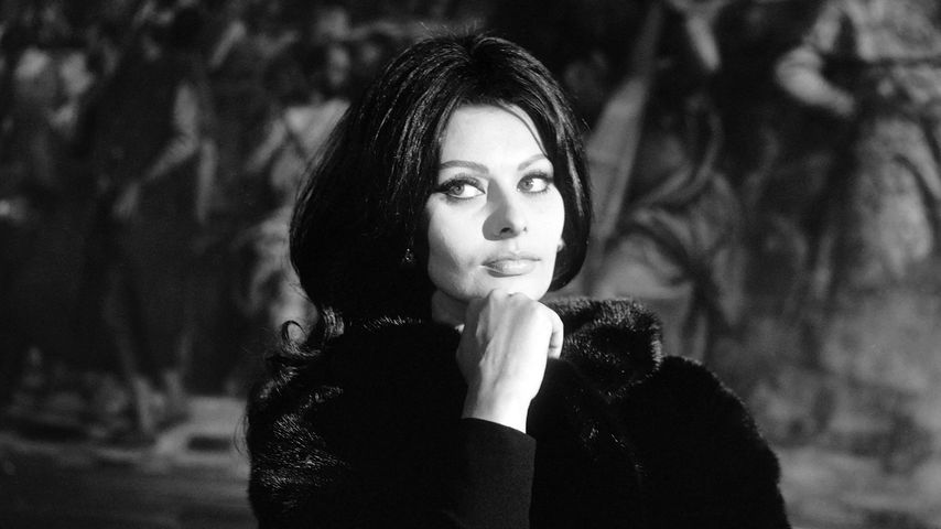 Schauspielerin Sophia Loren im Jahr 1964