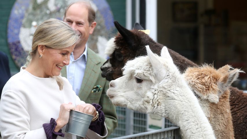 Zauberhaft: Prinz Edward und Ehefrau Sophie füttern Alpakas