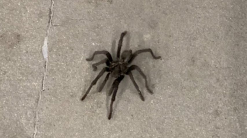 Spinne in Kim Kardashians Haus