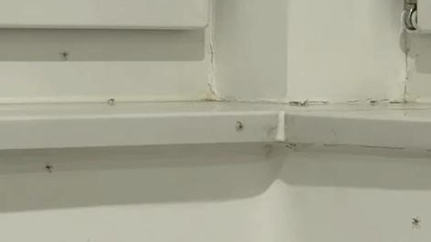 Die Babyspinnen in Hanni Hases Wohnung, April 2026