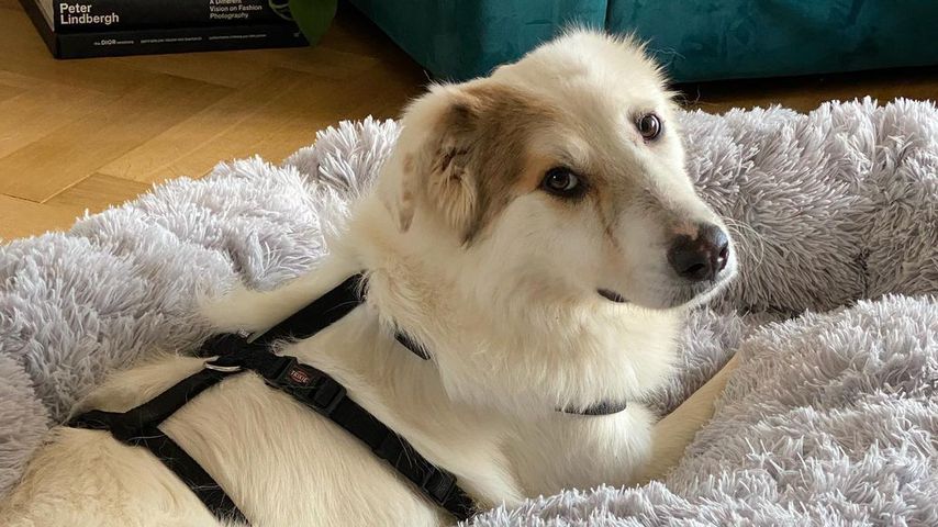 Stefanie Giesingers Hund Heinzi