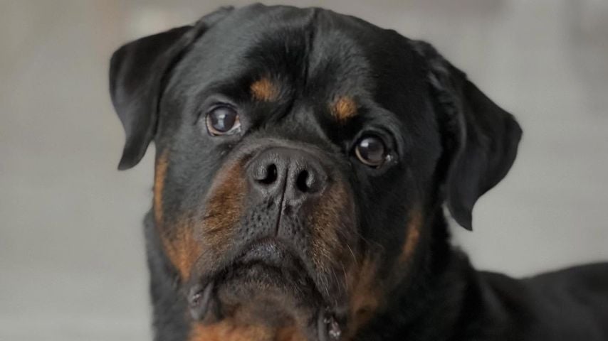 Stormzys verstorbener Rottweiler Enzo