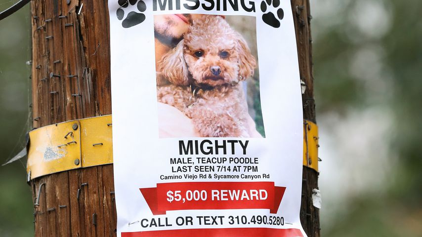 Suchplakat von Orlando Blooms Hund Mighty