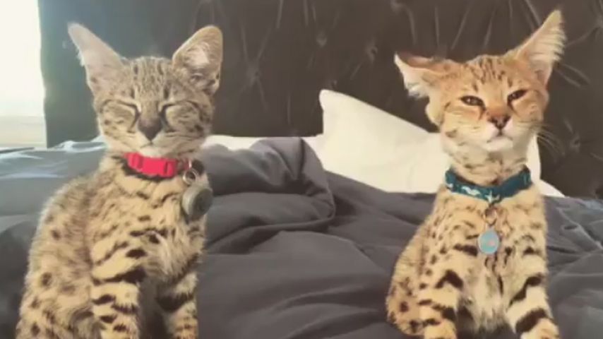 Sushi und Tuna, Justin Biebers Katzen