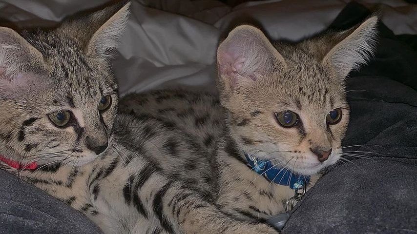 Sushi und Tuna, Justin Biebers Katzen