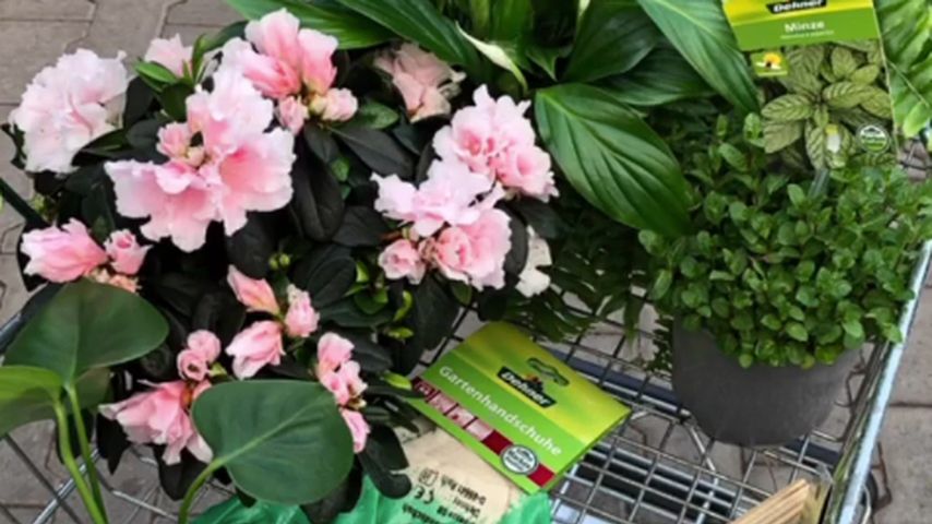 Svenja von Wreses Blumeneinkauf