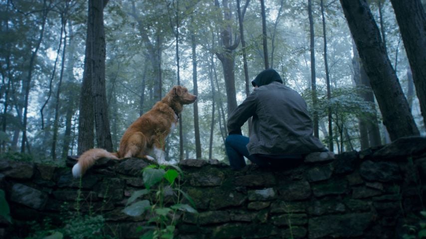 Hund Indy in einer Filmszene von "Good Boy"